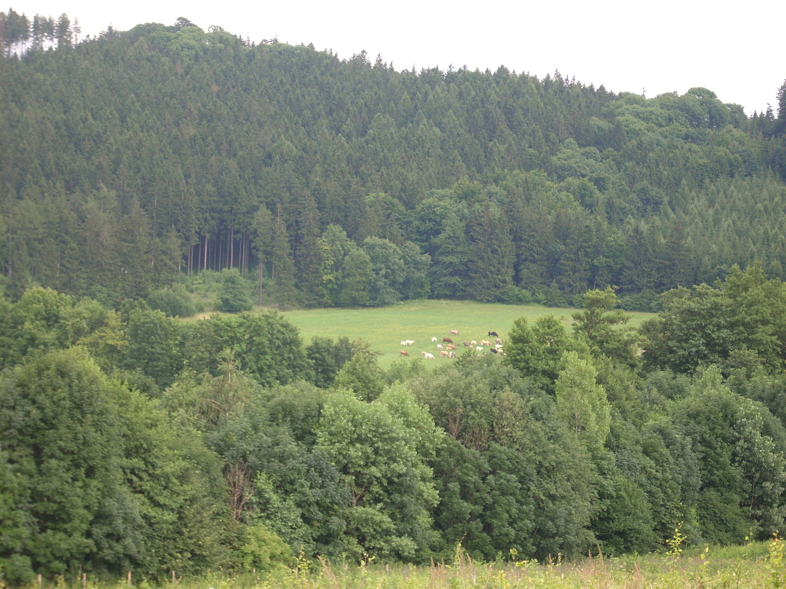 Velehrad_2008 028.jpg